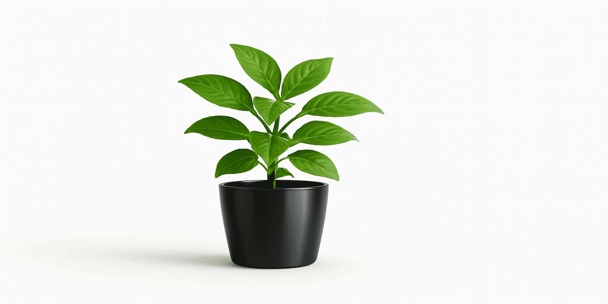 Cover Image for Refining Our Vision Amidst Rapid Growth